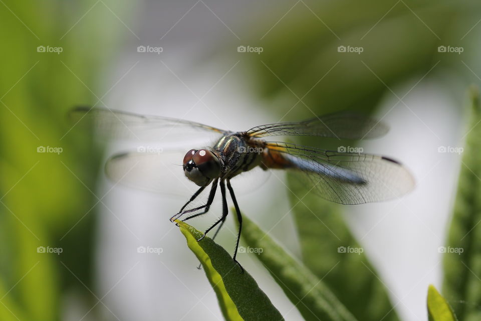 blue dasher dragonfly