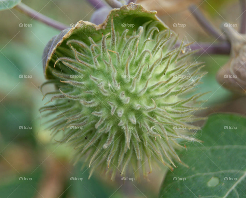 Close-up of a plant