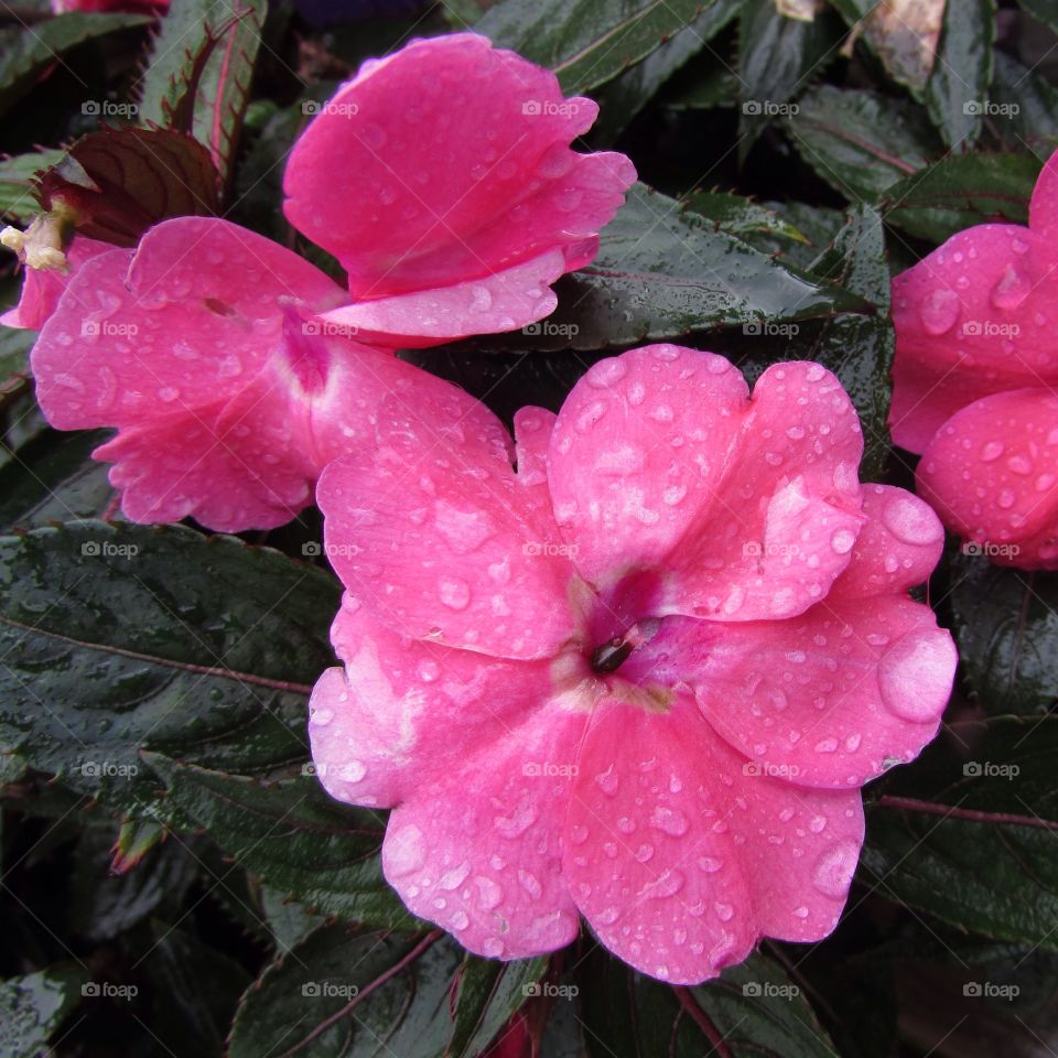 Impatiens flower after a rain 
