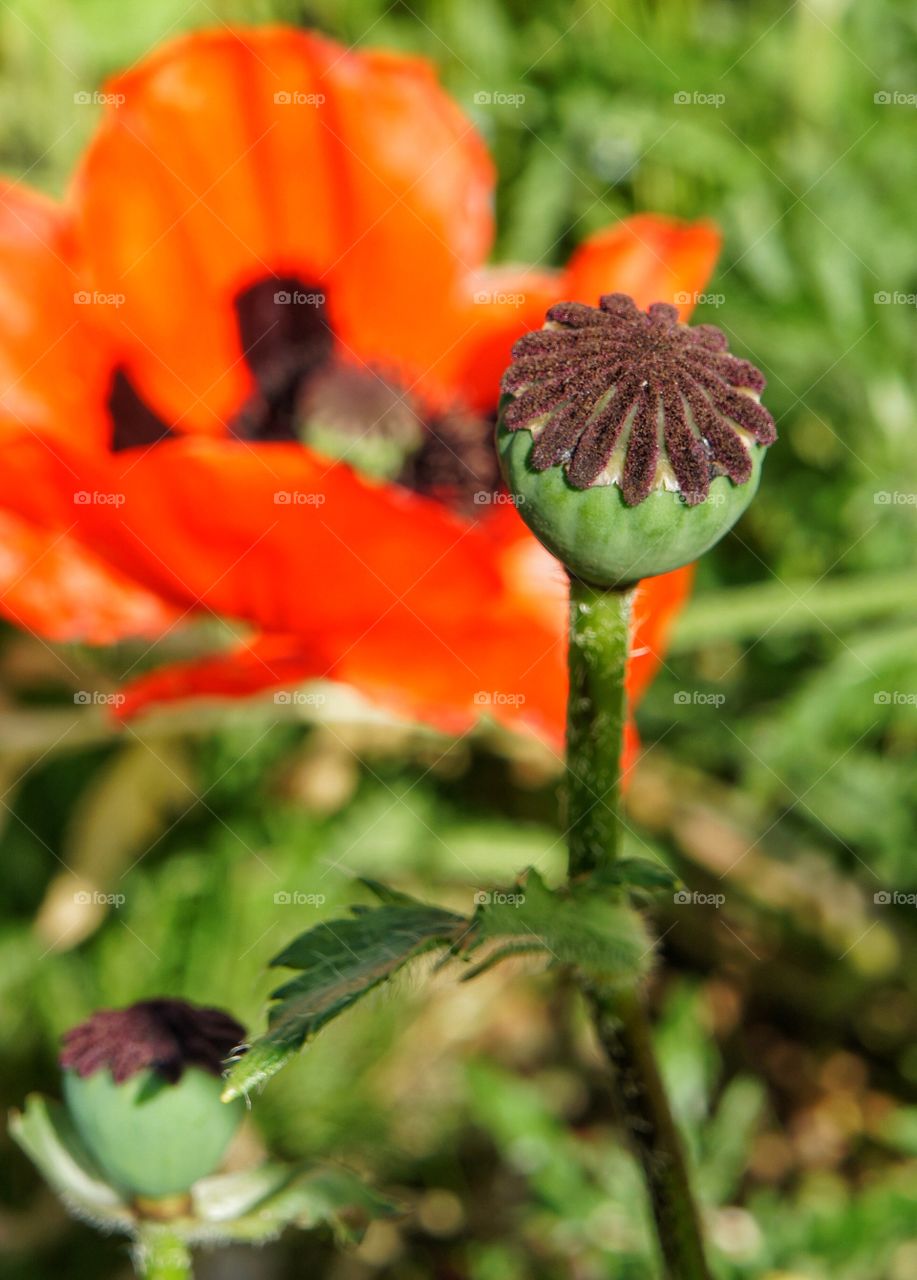 Close-up of plant