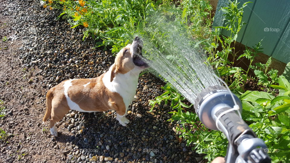 My little dog loves jumping in when I'm out watering the garden