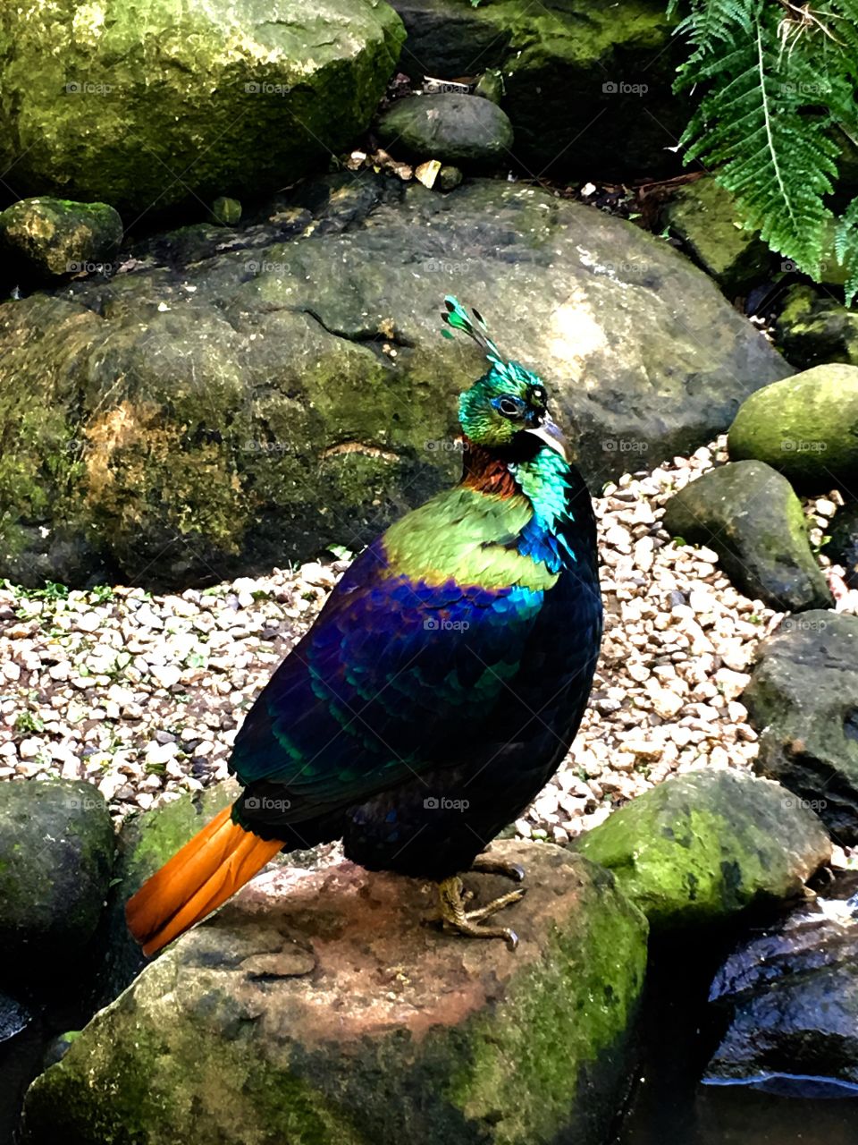 Himalayan pheasant  