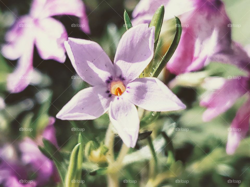 spring flowers: White, pink and purple