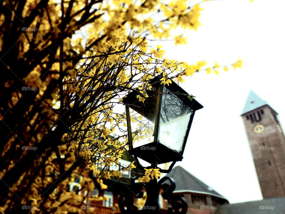 Yellow flowering tree spring