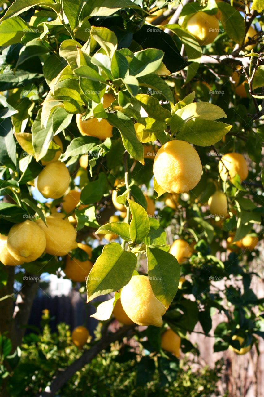 Lemon garden 