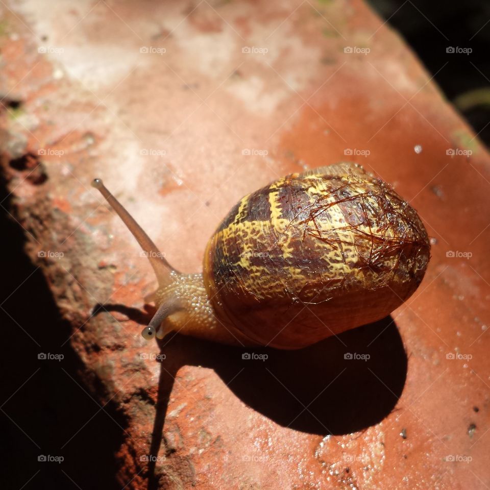 Snails are just too cute!