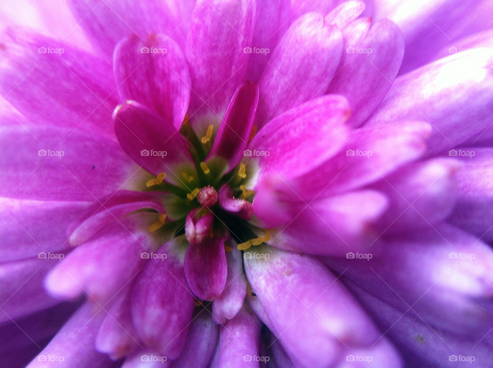 sweden flower macro blomma by goransv