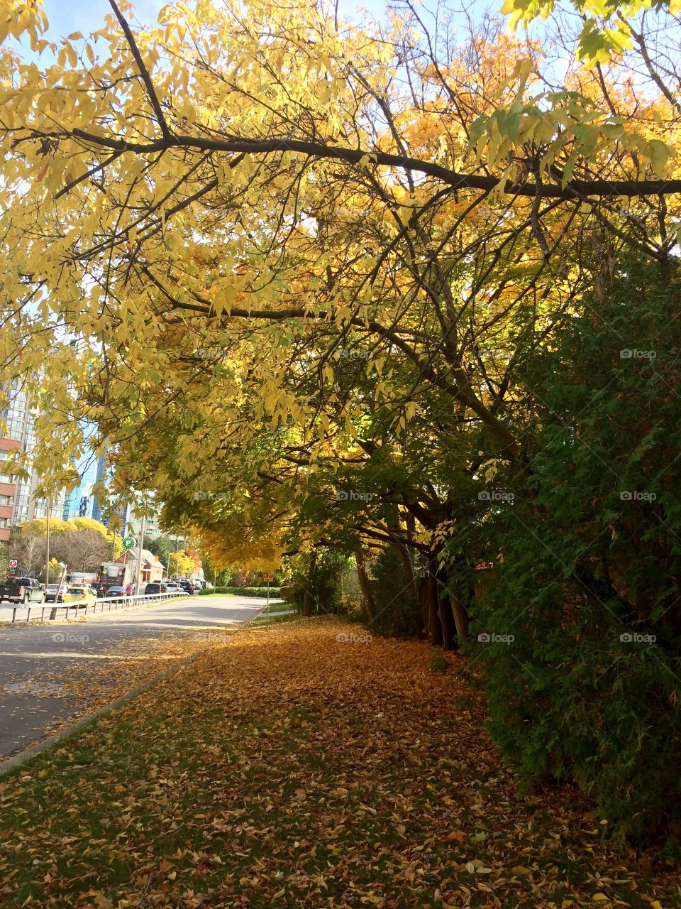 golden Autumn