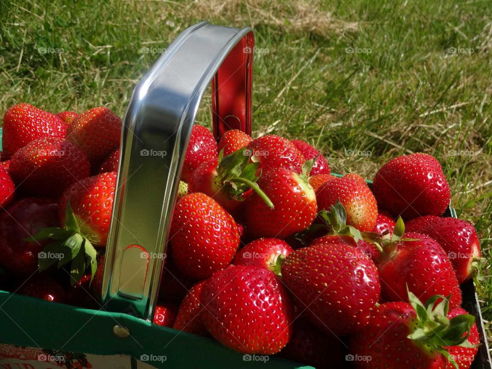 strawberries. strawberries time
