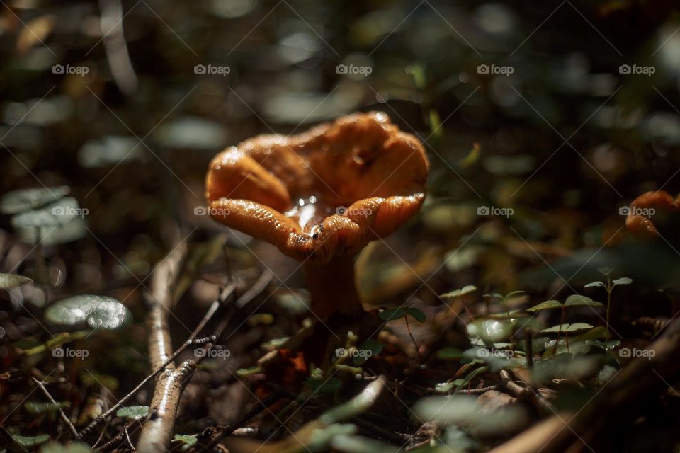 Mushrooms in a autumn sunny forest