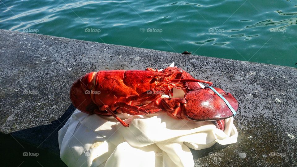 Lobster on the banks of Istanbul near Galata Bridge