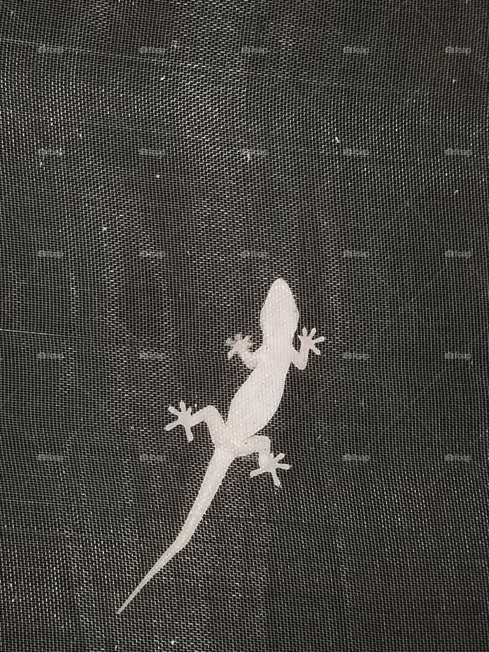 My Friendly little Salamander Just Hanging Around