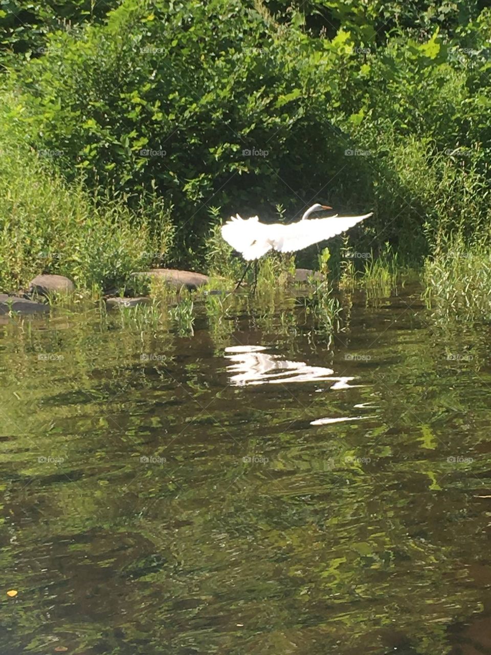 In flight on the river upstate New York 