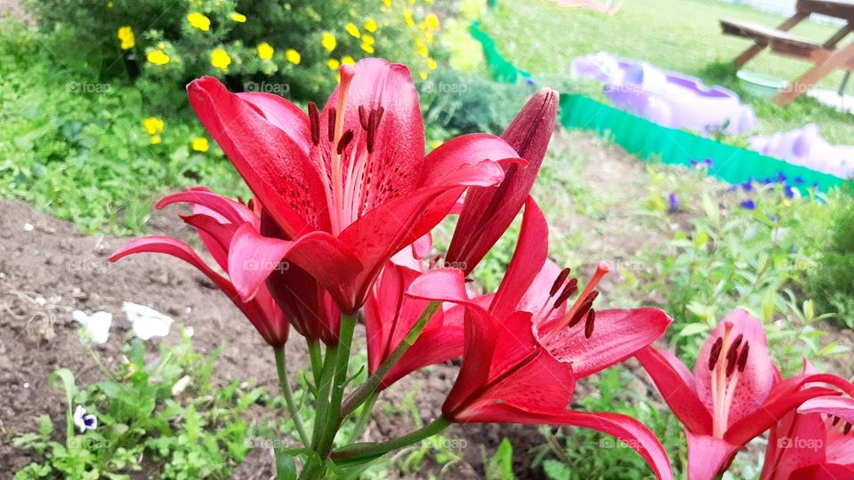 Purple lilies are in the garden