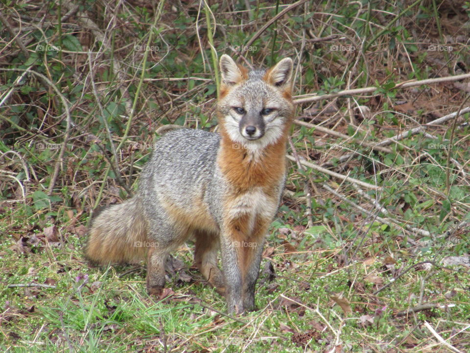 Red fox at the edge of the forest