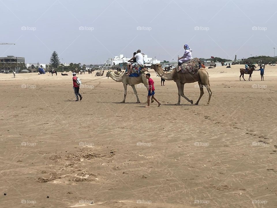 Touristic Trip on camels