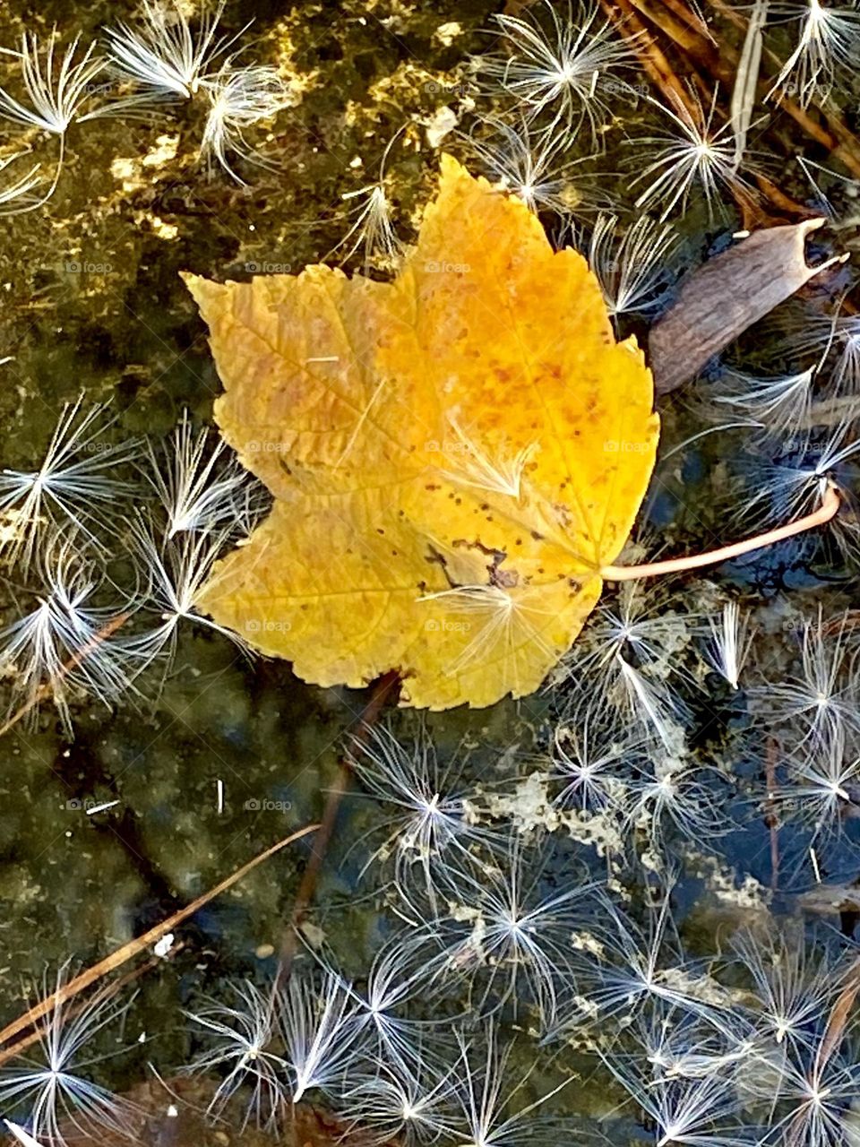 Autumn leaf and cottonwood seeds on the surface of water 