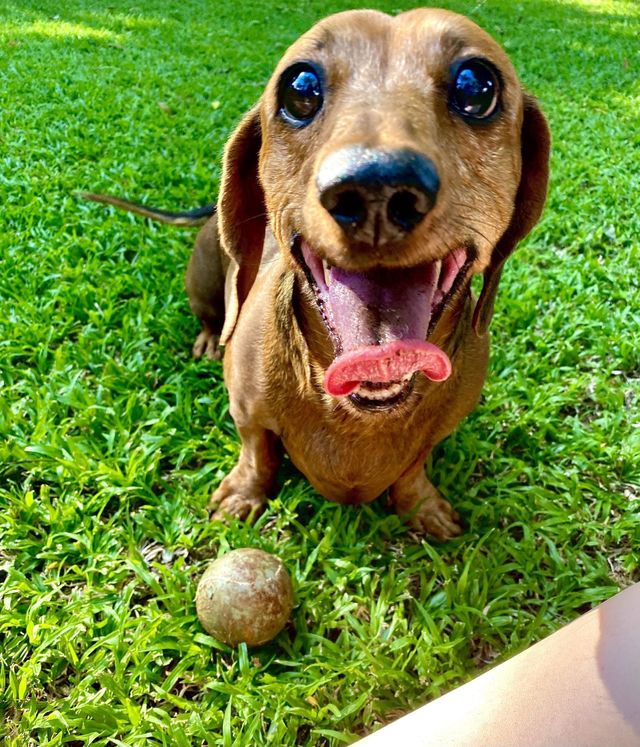 Dog playing ball