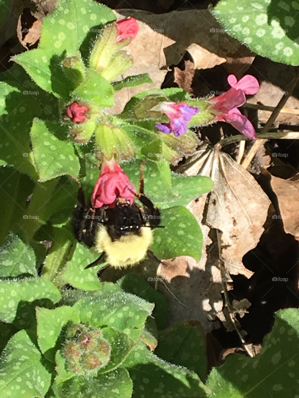 Bumble bee collecting pollen 