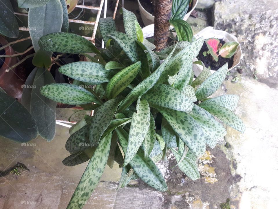 greenery thrives in summer