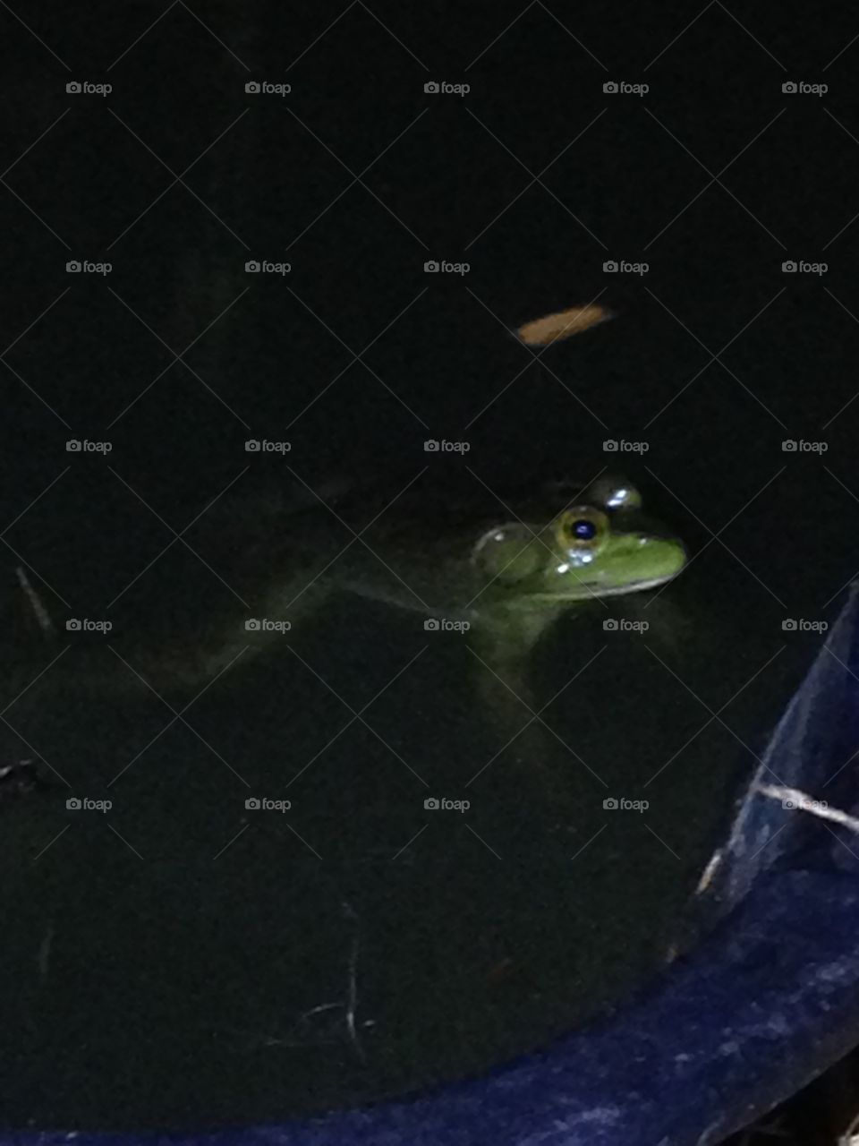 Froggy in my pond