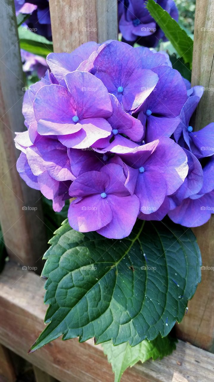 Purple Summer Hydrangea