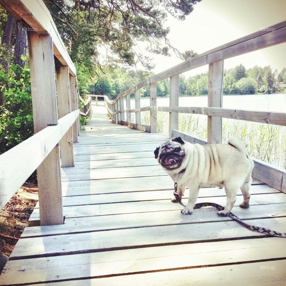 pug walking