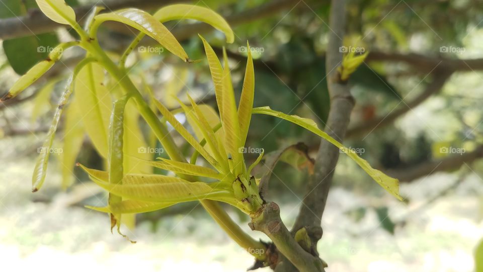 New leaves of tree in Spring time.