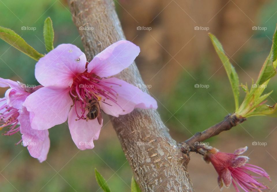 Blooming peach tree with honey bee in flower