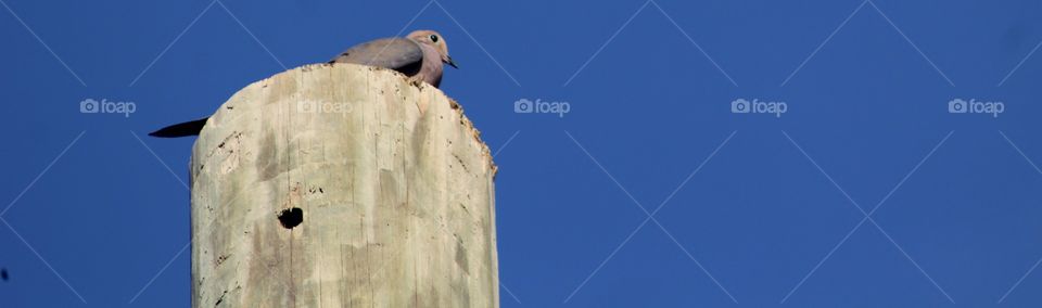 Mourning dove perched high atop wooden pole on June day with bright blue sky background 