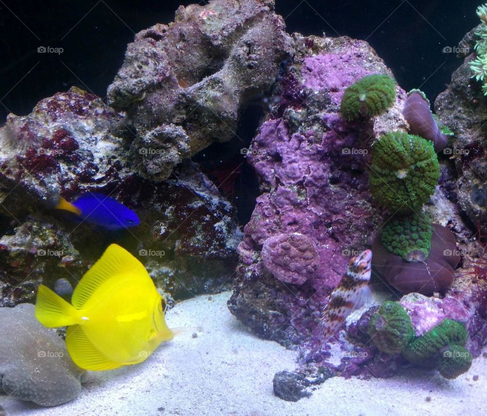 yellow fish and corals