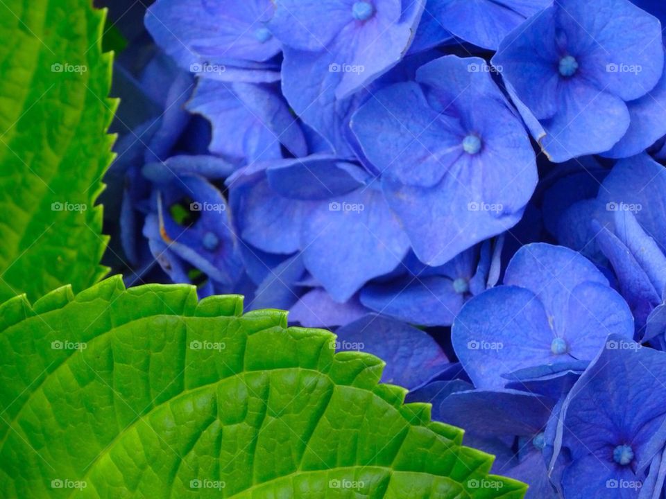 Blue Hydrangea