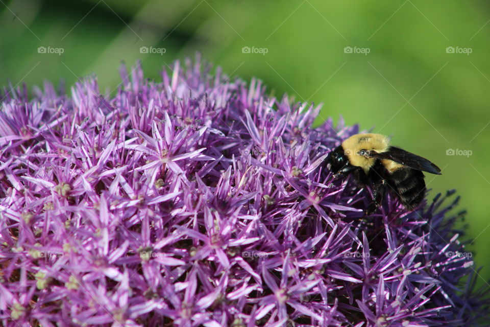 Closeup of bumblebee on purple allium flower in May