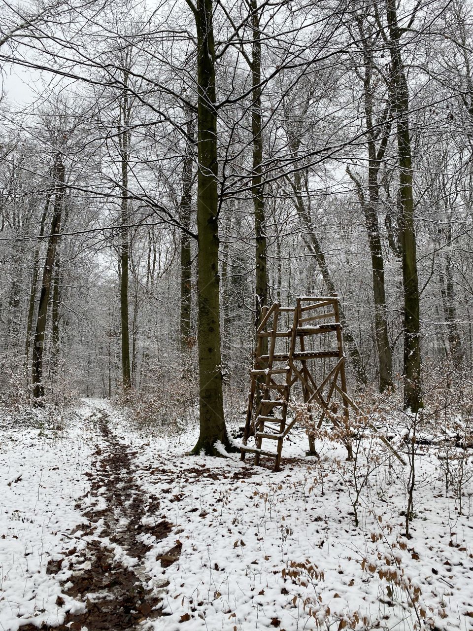 High shelter in the woods to run from animals 