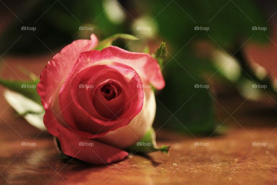 A beautiful pink rose bud waiting on a wooden table 