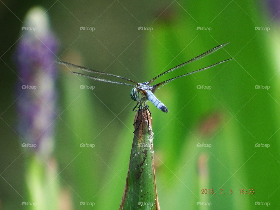 Blue dragonfly against blurred green background.