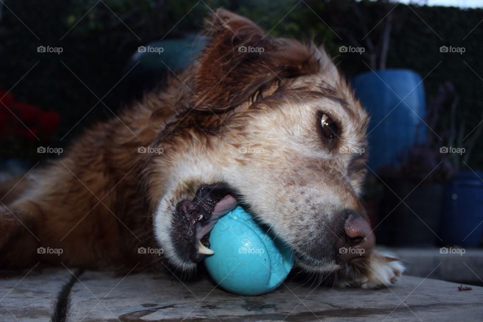 Happy Dog