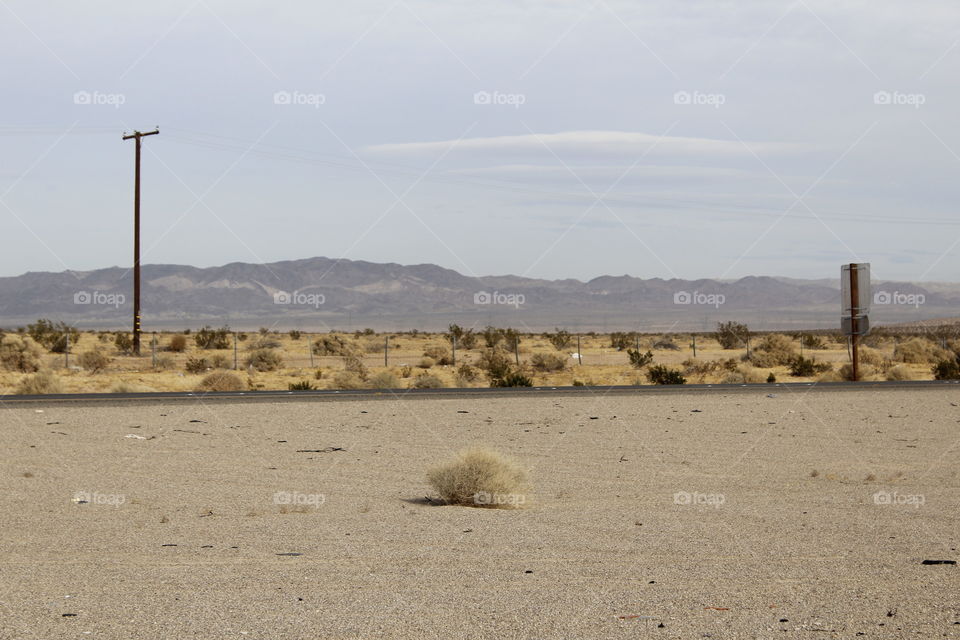 desert tumbleweed