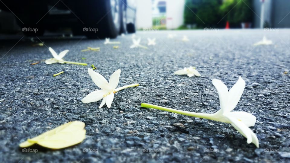 flower on the road