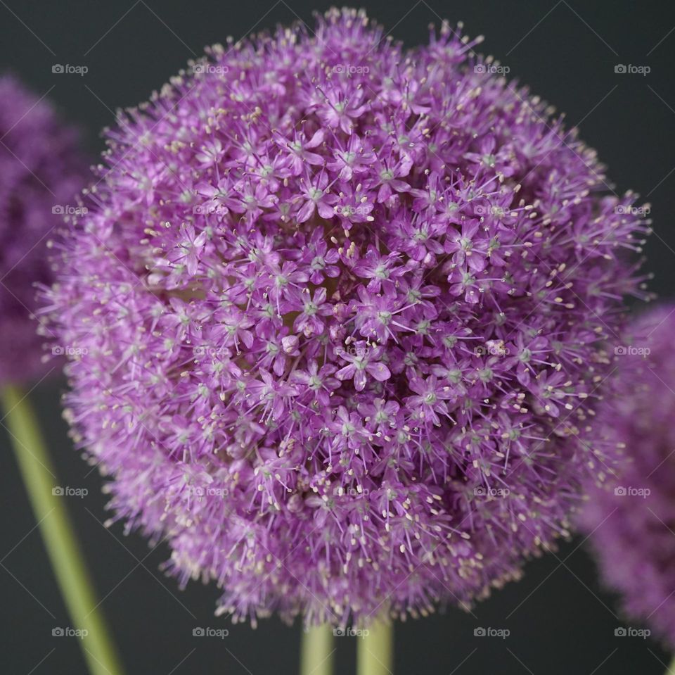 Beautiful Pom Pom flowers 💜