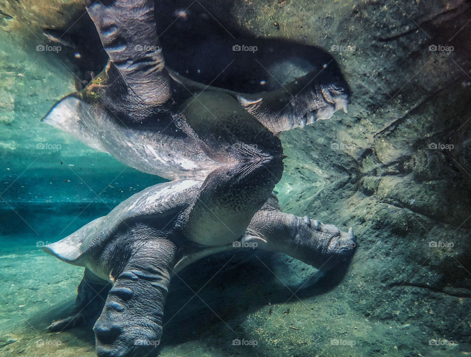 Underwater shot as a large turtle let’s his head break the surface creating a mirror image above and below the water