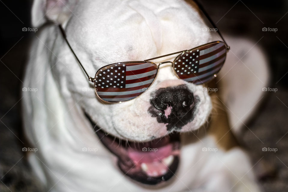 Bulldog Wearing Glasses