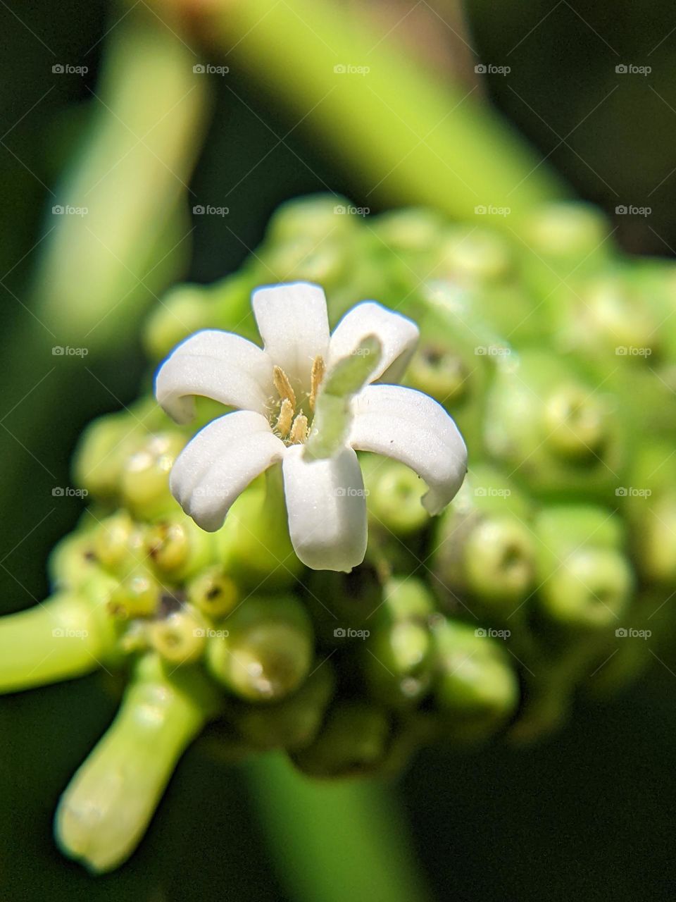 noni fruit flower