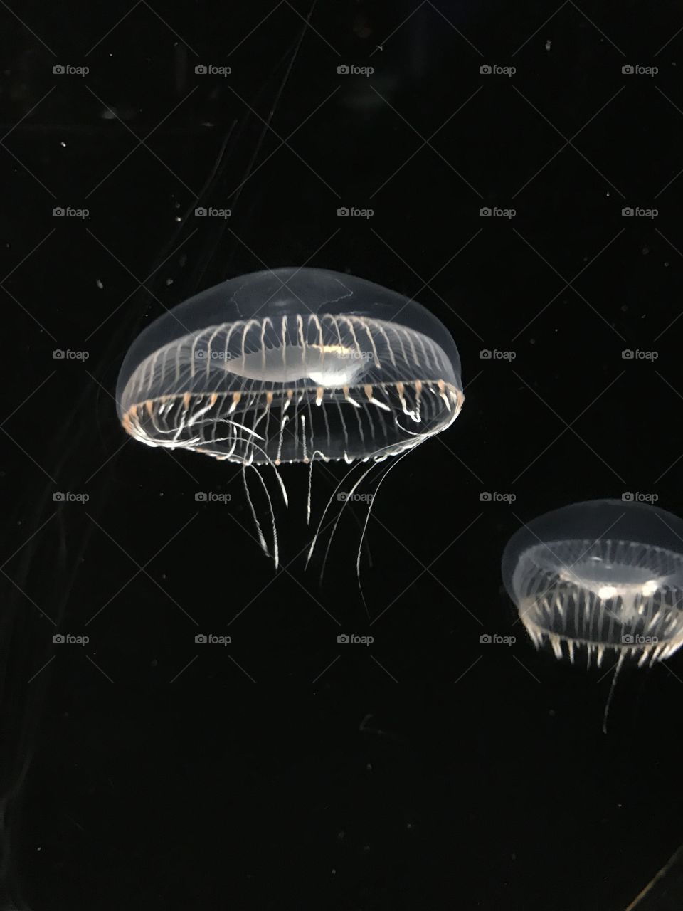 Floating Jelly Fish 
