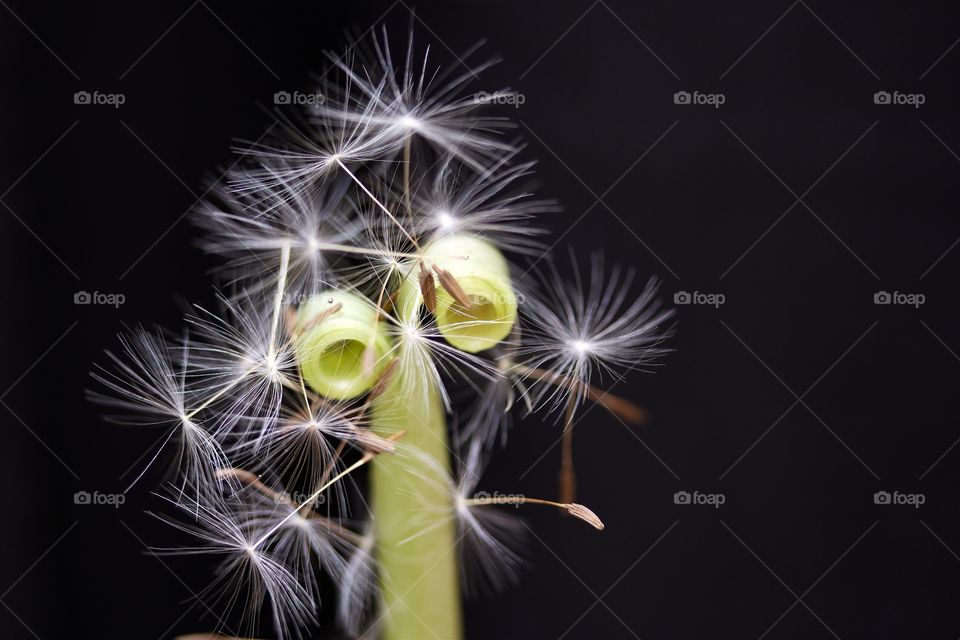 dried dandelions, macro of dandelion seeds 