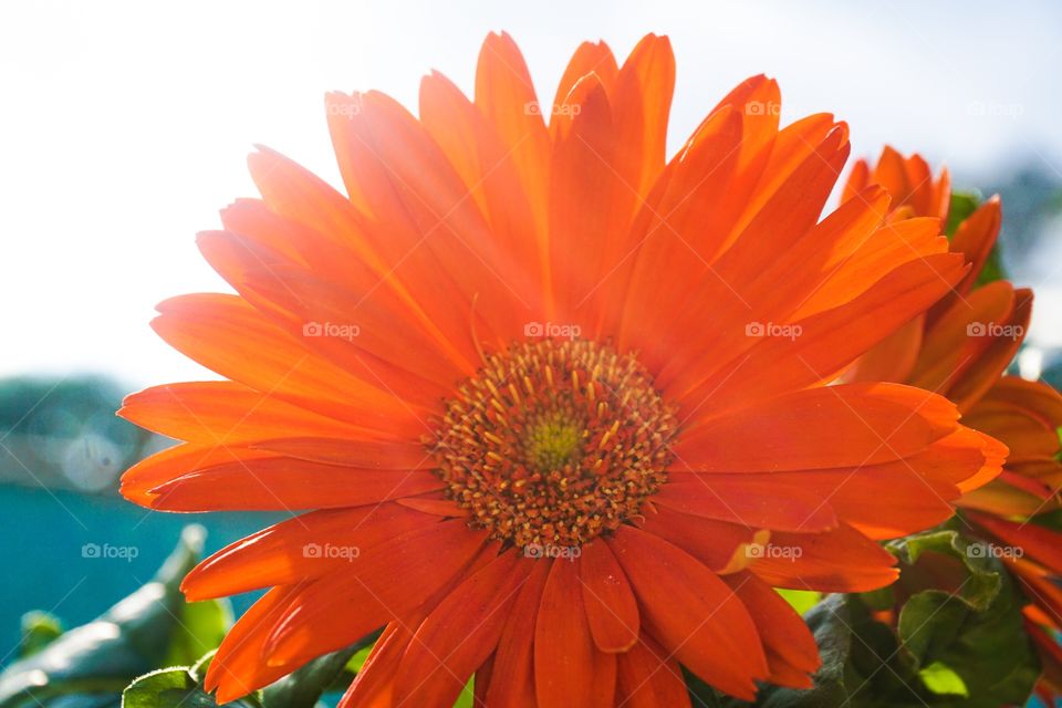 Red Gerbera Daisy Flower