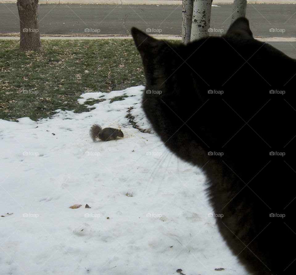 Instinct. A cat watching a squirrel through a window