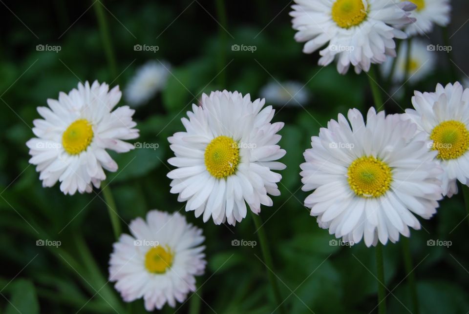 Flower, Nature, Summer, Flora, Garden