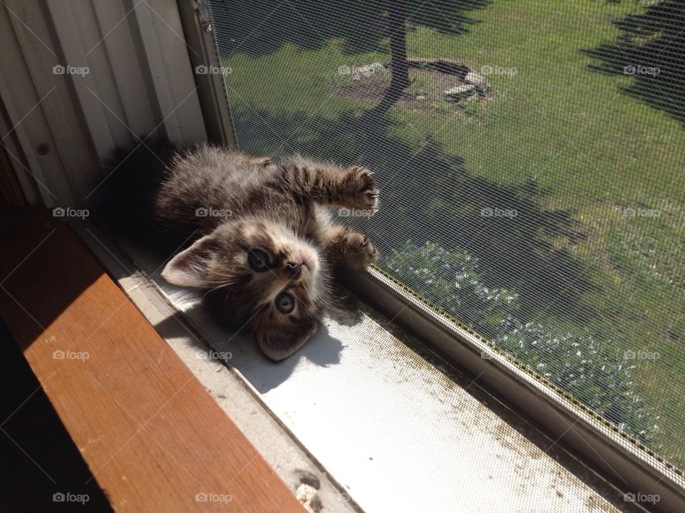 Window cat