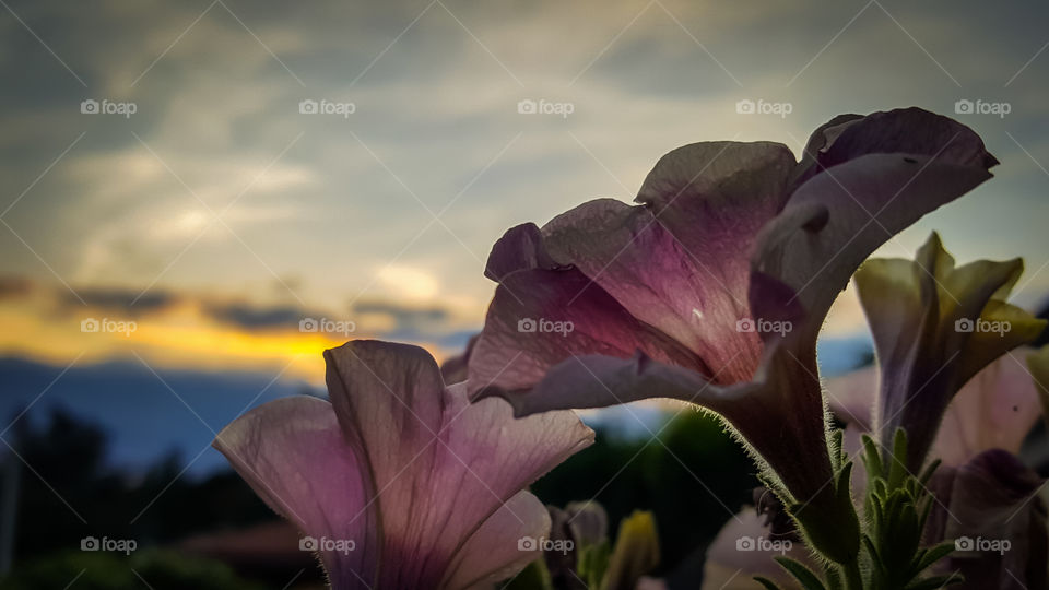 sunset flowers